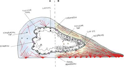 Tailoring Cellular Function: The Contribution of the Nucleus in Mechanotransduction